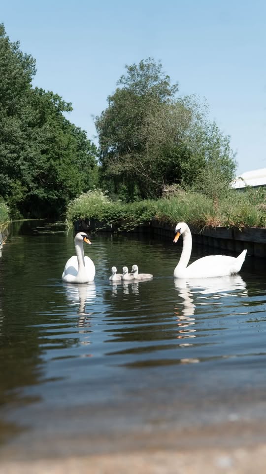 Two adult white swans and three grey cygnets on a calm canal