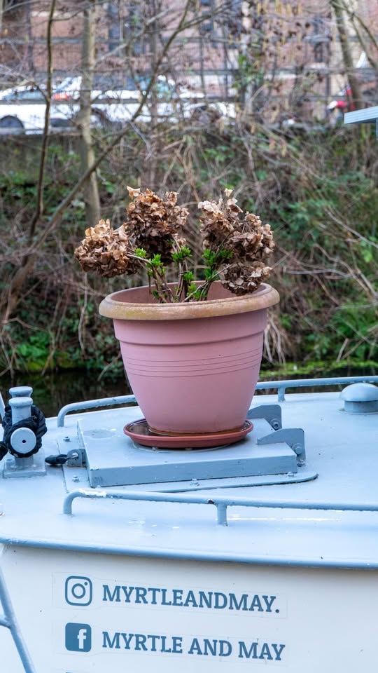 Pink flower pot with dried hydrangeas on a canal boat deck